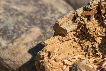 Rotten broken tree close-up lies on stones illuminated by sunlight. Natural texture.