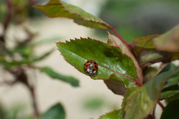 ladybird on a green leaf