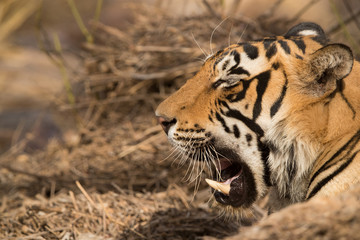 Tigress T60 cub, Wildlife NationalTiger Reserve, India