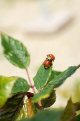 ladybirds mating on a leaf