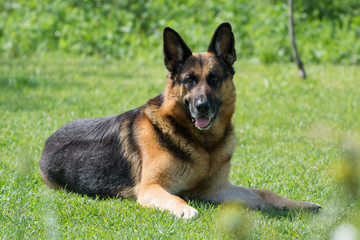 proud german shepherd dog lying on field