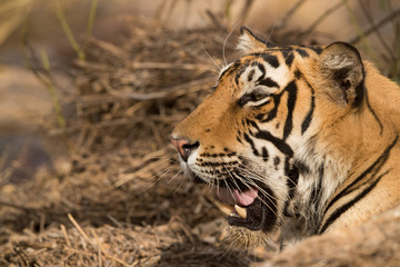 Fototapeta na wymiar Closeup of Tigress T60 cub, Wildlife National Tiger Reserve, India