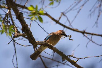 Eurasian jay collecting twigs from a tree