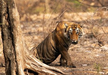 Tiger cub sitting under a tree, Wildlife National Tiger Reserve, India