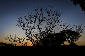 unset, tree, sun, sky, silhouette, clouds, landscape, sunrise, trees, nature, dusk, orange, evening, beautiful, red, dawn, safari, colorful, blue, acacia