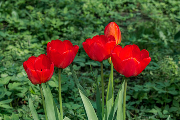 Tulip Cultivar (Tulipa hybrida) in park