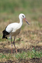white stork ciconia