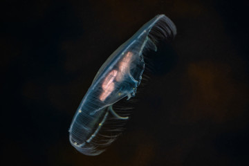 Common Jellyfish Aurelia aurita