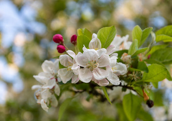 Fototapeta na wymiar Close up of white blossom of crab apple Malus 'Evereste'. Cluster of new flowers and deep pink buds on tree branch in spring. Blurred foliage and sky background.