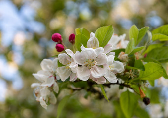 Close up of white blossom of crab apple Malus 'Evereste'. Cluster of new flowers and deep pink buds...