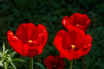 Tulip Cultivar (Tulipa hybrida) in park