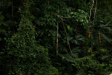 abundant vegetation of the rainforest in the tropics
