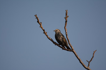 Starling standing on branch, blue background