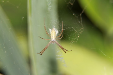 spider on a web