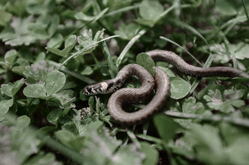 Grassy snake,natrix, closeup against dry leaves background