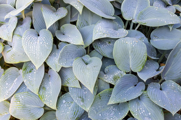 Overhead photograph of large gray leaves of Hosta 'Halcyon' (plantain lily) wet with water drops after rain.