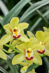 Boat Orchid (Cymbidium cv) in greenhouse