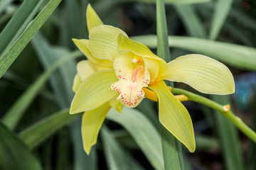 Boat Orchid (Cymbidium cv) in greenhouse