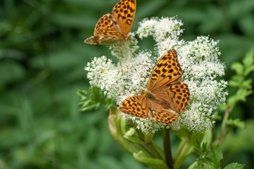 Beautiful orange, dotted butterfly on a wild carrot flower, silver-washed fritillary, Argynnis Paphia, Europe