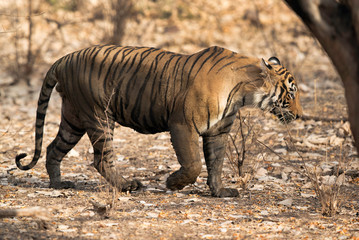 Fototapeta na wymiar Closeup of a Tiger, Wildlife National Tiger Reserve, India