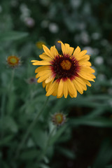Gaillardia flower, one in the frame, cloudy evening