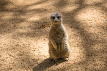 Fototapeta premium portrait of a standing meerkat