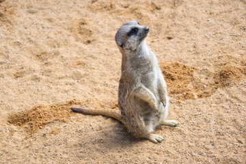 Fototapeta premium side view of a small meerkat standing on ground