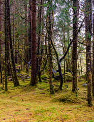 Trees in the Rain Forest