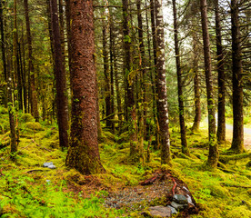 Sunlight in the Rainforest