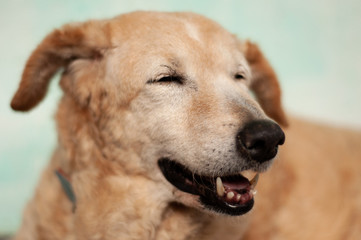 A friendly old dog rests.