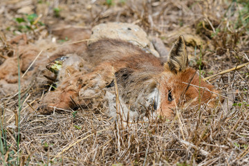 Corpse of fox in the gutter of a road