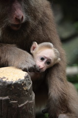 View of Wild adult and baby monkey at Ecological Monkey Zone in Mount Emei Sichuan, China. 