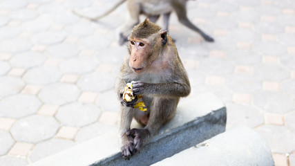 One brown monkey sat on a cement post, eating a banana and looked to the left.