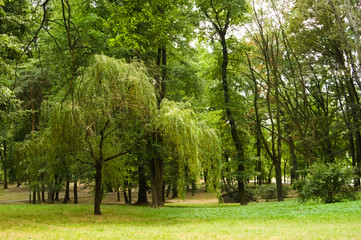 View with trees in the park. 2