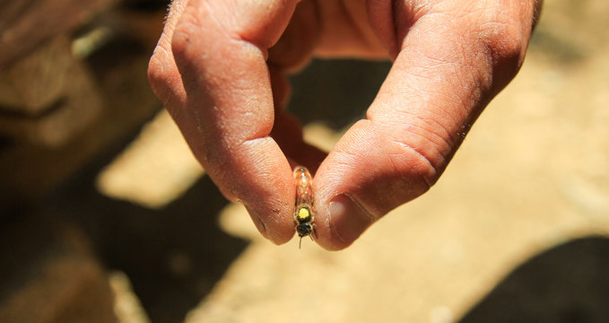 Queen bee, kraliçe arı