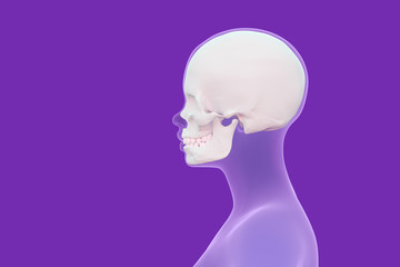 view of the skull in the human head, female head scan in profile, violet background with copy space, 3d render