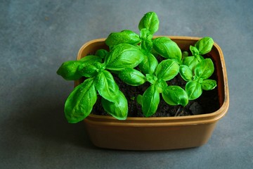 Young green Basil grown at home in a food container. Healthy food concept.