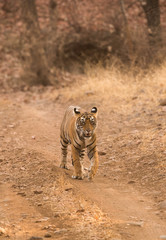 Tigress cub on the road, Wildlife National Tiger Reserve, India