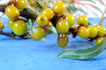    yellow ripe sea buckthorn berries on a blue wooden surface