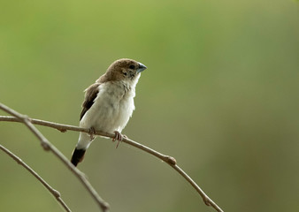 Indian Silverbill perched on a branch, Bahrain