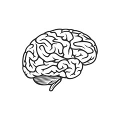 Vector outline illustration of human brain. Stock vector illustration isolated on white background