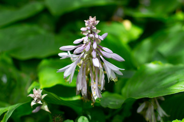 Flowers of a plantain lily, also called giboshi, Hosta sieboldiana or Blaublatt Funkie