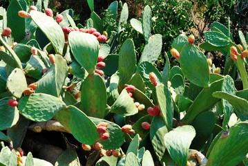 Prickly pear cactus (Opuntia) known by the common name coastal pricklypear with ripe fruits on it...