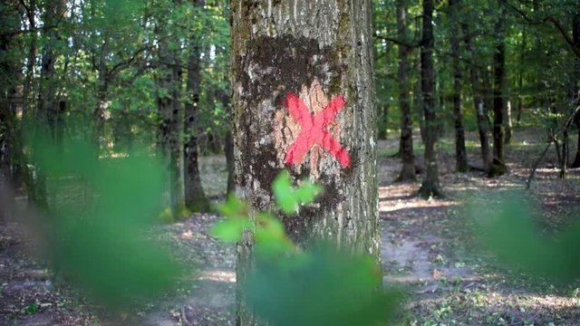 Red X mark painted on a tree symbol in forest