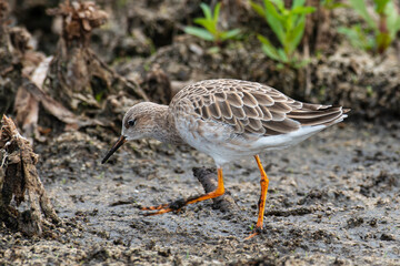 chevalier combattant, Combattant varié, Philomachus pugnax