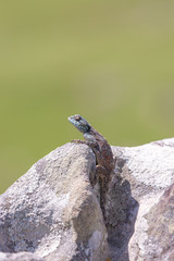 Southern Rock Agama in Umtamvuna Nature Reserve, KwaZulu-Natal, South Africa