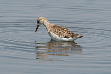 chevalier combattant, Combattant varié, Philomachus pugnax