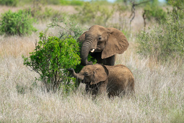 Éléphant d'Afrique, femelle et jeune, Loxodonta africana, Parc national Kruger, Afrique du Sud