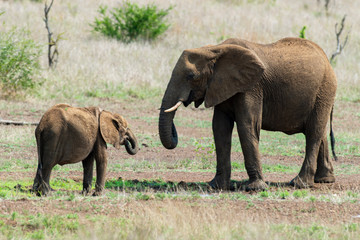 Éléphant d'Afrique, femelle et jeune, Loxodonta africana, Parc national Kruger, Afrique du Sud