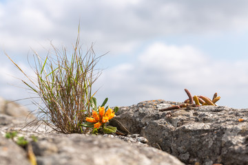 Plants growing on a rock in Umtamvuna Nature Reserve, Port Edward, KwaZulu-Natal